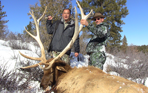 Bull Elk Jan 19 2013
