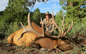 Bull Elk Sep 7, 2013